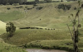 Mt Curl