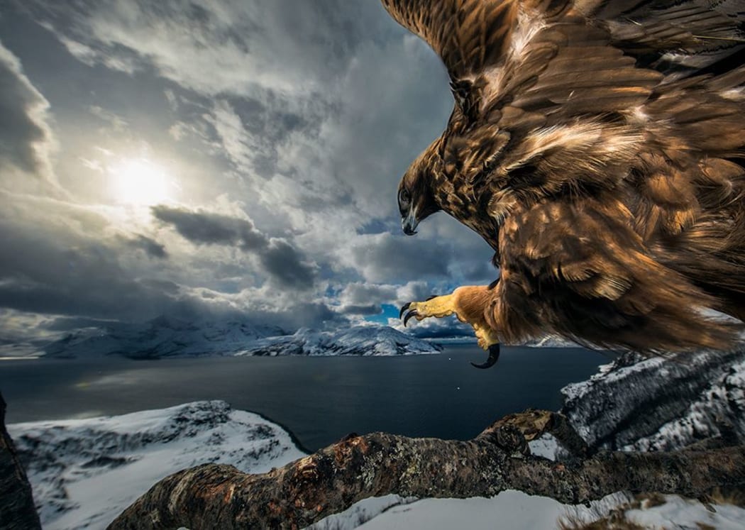 Land of the eagle by Audun Rikardsen, Norway. 2019 Wildlife Photographer of the Year section winner.