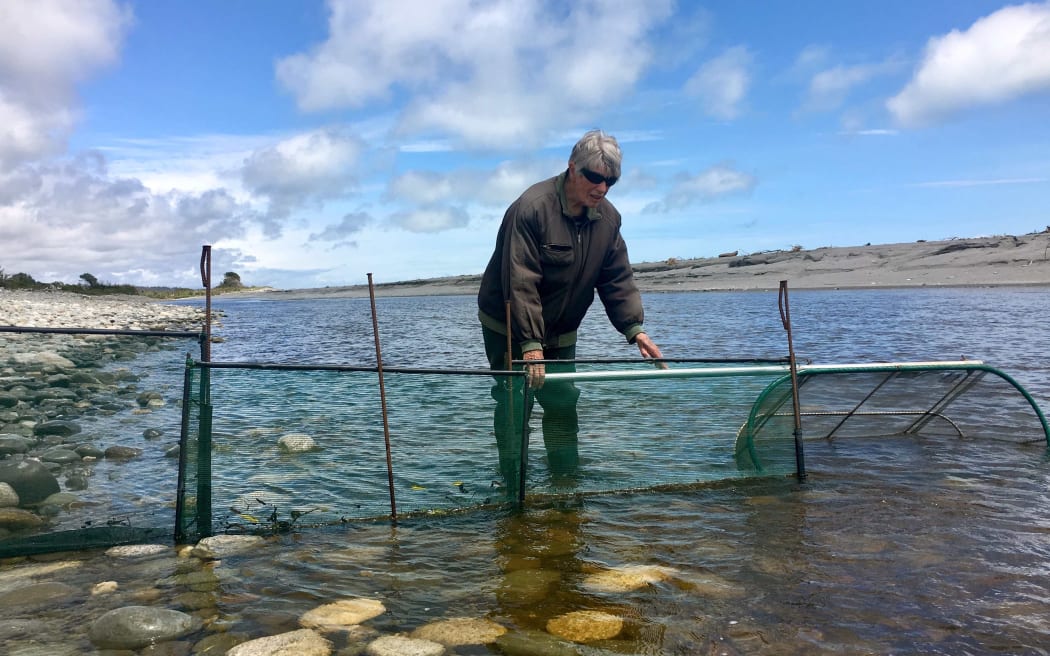 Frittering away - Why whitebait is in decline