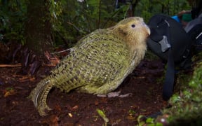 kākāpō with transmitter