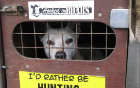 Hunting dog