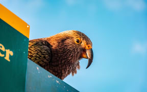 A kea sits on a Department of Conservation sign.