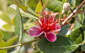 The guava moth has been found breeding in the plant's flowers, damaging the development of the fruit.