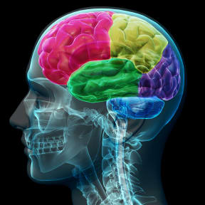 concept image of colored sections of a male human brain.