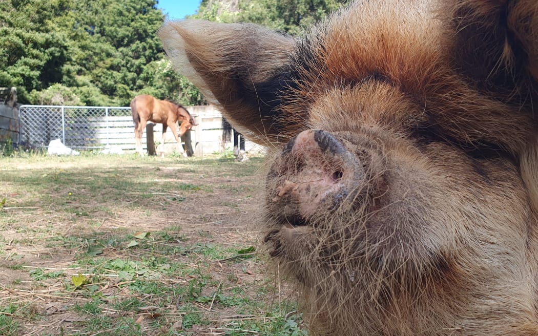 Priscilla the pig and Luna the foal