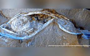The fossil of a 380-million-year-old Gogo fish.