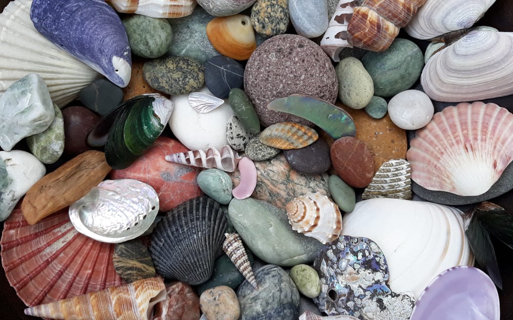 New Zealand shells and stones
