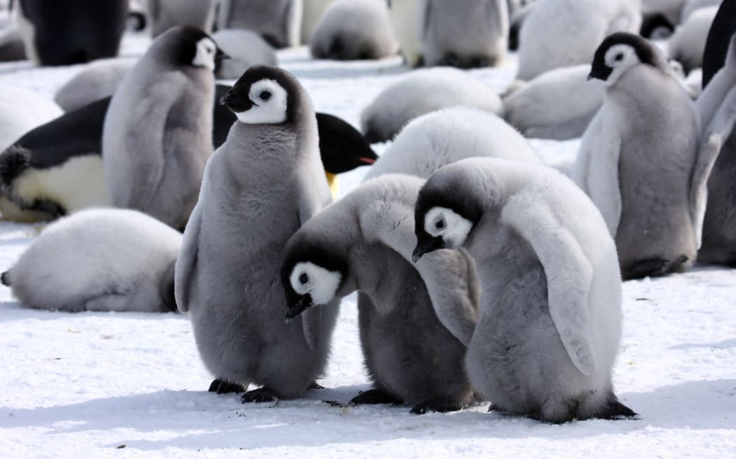Young Emperor Penguins on ice Snow Hill Antarctic.

Biosphoto / Alain Bidart (Photo by Alain Bidart / Biosphoto / Biosphoto via AFP)