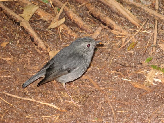 North Island Robin