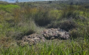 Two piles of offal have been left beside a State Highway 2 layby.