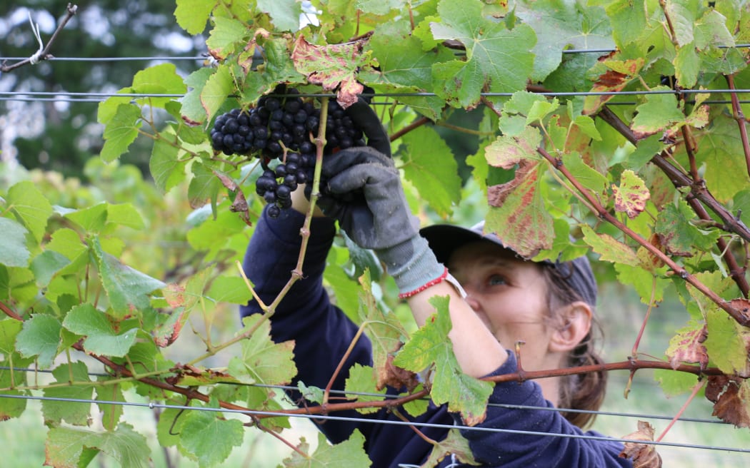 Vineyard ferment at Greystone Wines