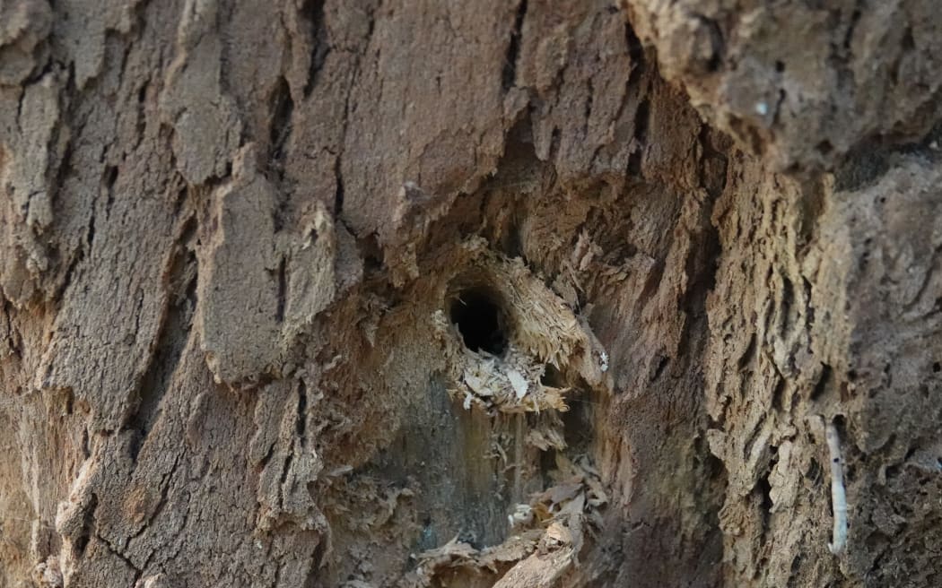 Drill holes can be seen in the trucks of the dead eucalyptus trees.  Photo