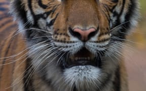 This handout photo released by Wildlife Conservation Societys Bronx Zoo on April 5, 2020 shows the Malayan tiger Nadia who tested positive for Covid-19.