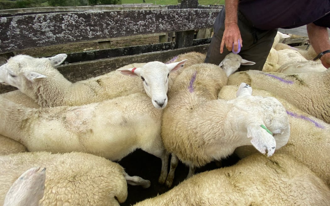The second round of Australian Whites are heading off to their local meat processor.
