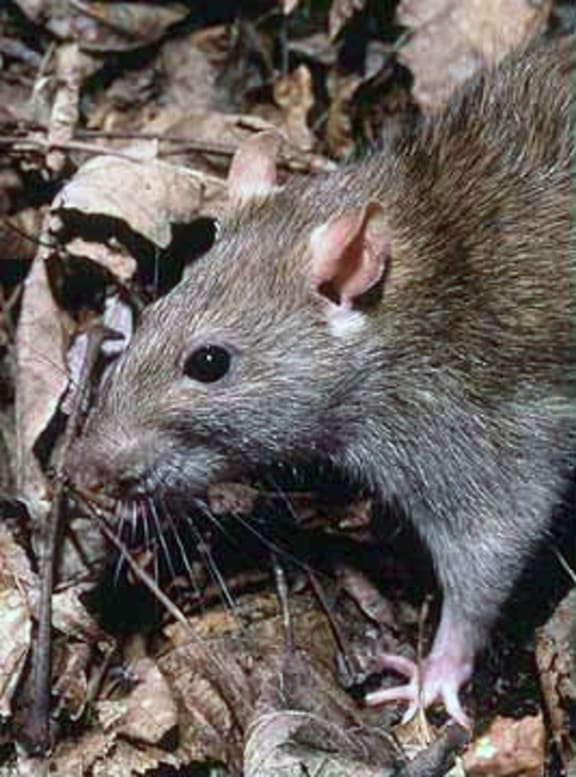 common rat