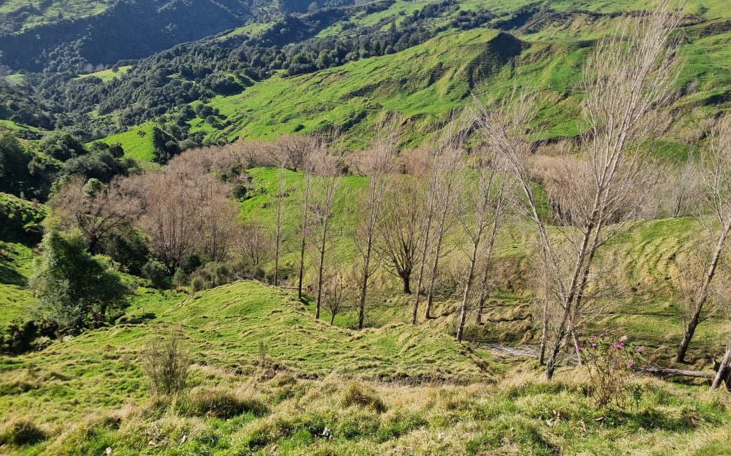 Dan Jex-Blake's farm is up the Waingake Valley near Gisborne.