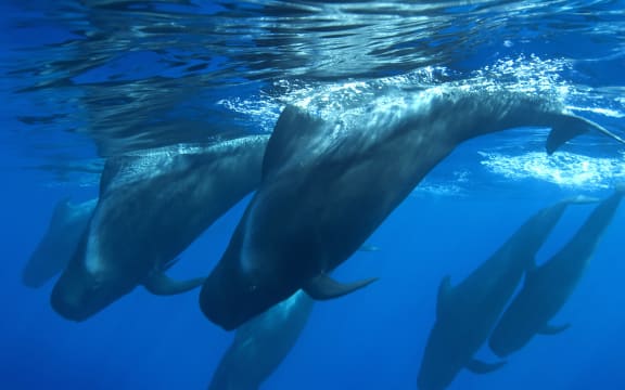 Short finned pilot whales