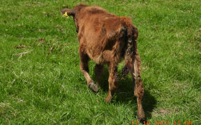 One of the calves found on the farm.