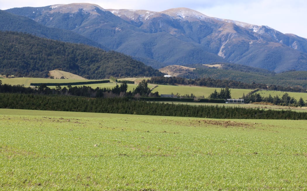 Plant & Food Research catch crop trials at Woodstock Farm