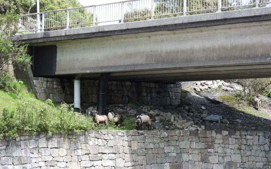 Goats browsing beneath the Cobden Bridge, just metres from the Greymouth Warehouse.
