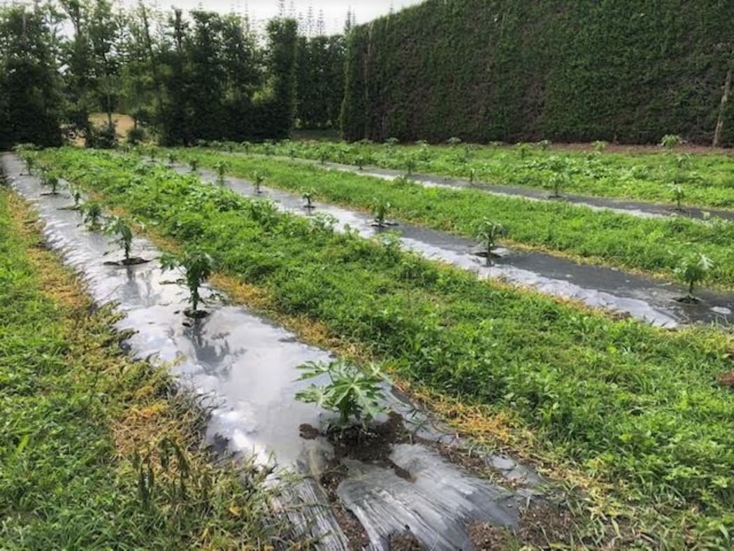 Papaya plantation in Kerikeri.