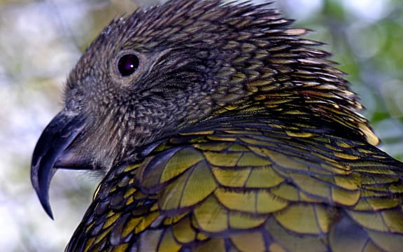 Kea