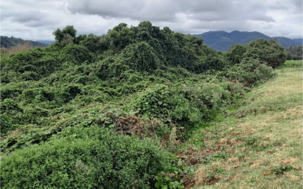 Wilding kiwifruit near Karamea