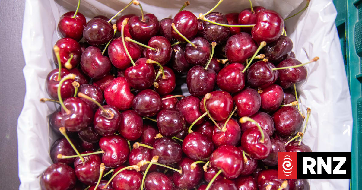 'Awesome crop' of cherries, early harvest looks likely