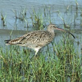 Photo for Eastern curlew 