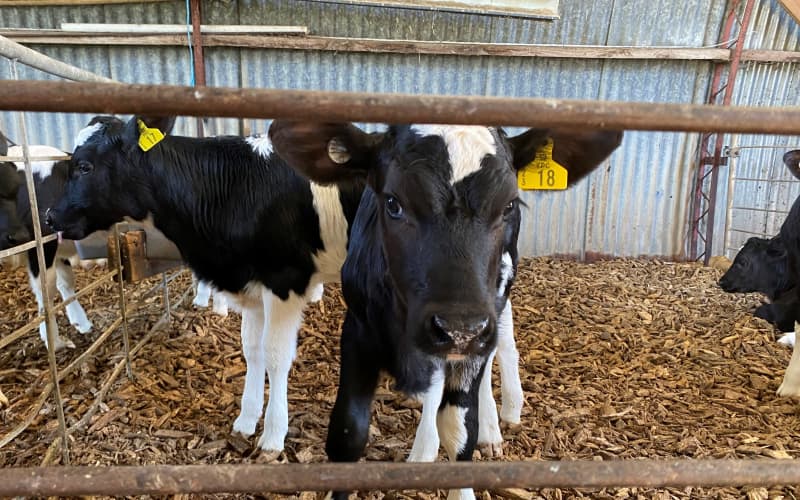 Calving brings the whisper of spring | RNZ