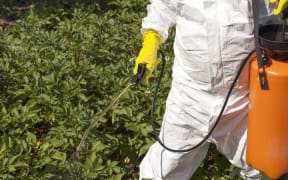 Vegetables being sprayed with herbicide in a garden (file photo)