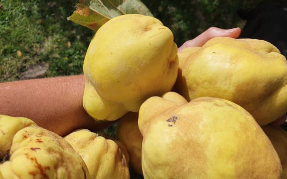 Quince harvest