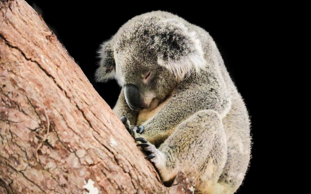 cute koala isolated on black background