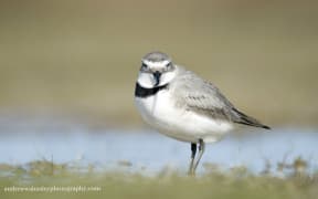 The Wrybill