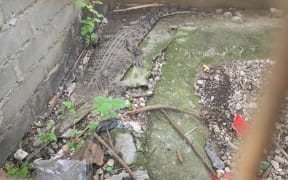 One of the crocodiles inside the litter-filled concrete cage it spent 25 years in.