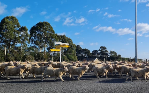 Sheep on a Canterbury road