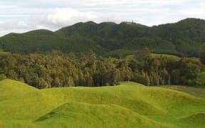 Carol and Steve Ring's QEII covenant is a 4.5 hectare patch of original bush in a sea of farmland and forestry.