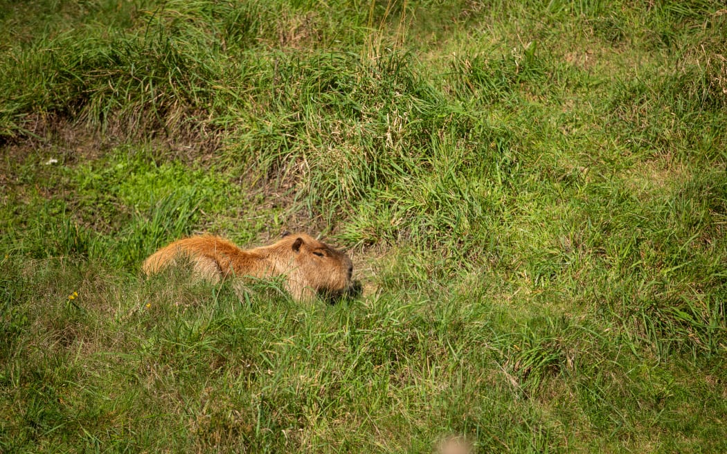 Fernando the Capybara