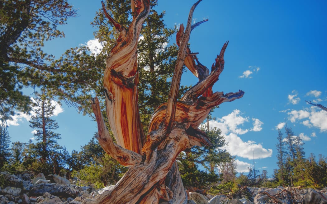 The gnarled, slow-growing Bristlecone pine of the Great Basin are thought to be the oldest living trees on the planet.