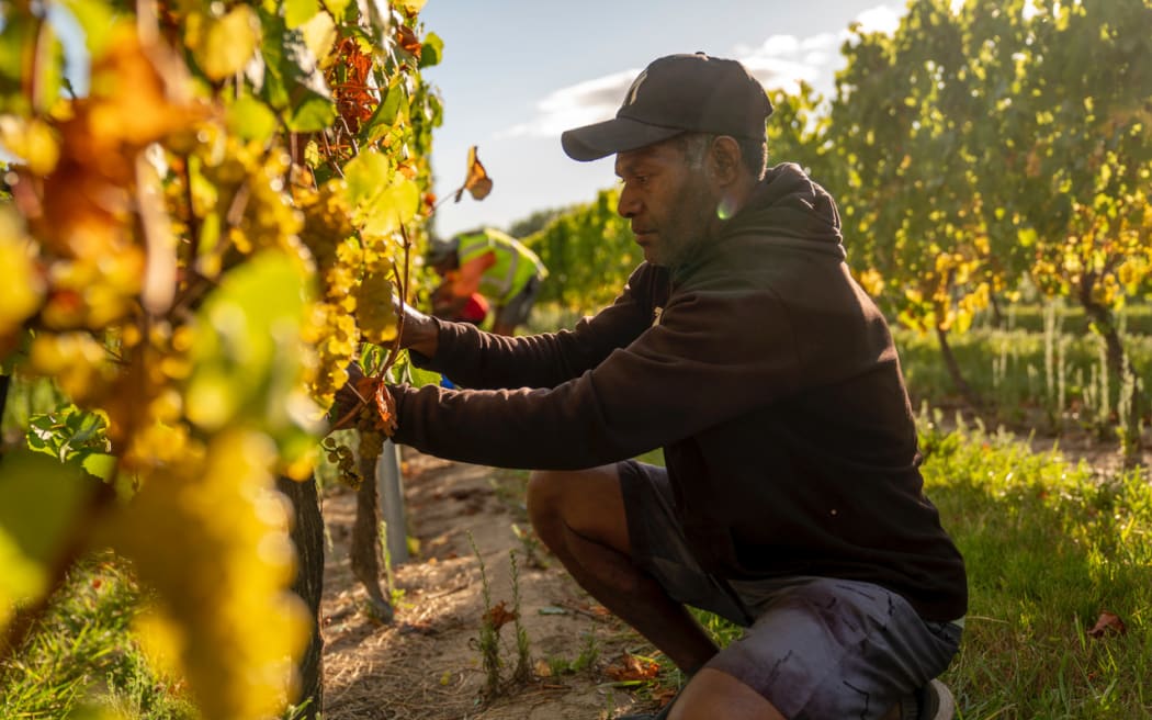 Picking has already started in Hawke's Bay - a week ahead of last year's vintage harvest.