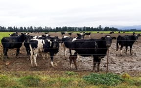 Cows on winter feed crops near Oxford