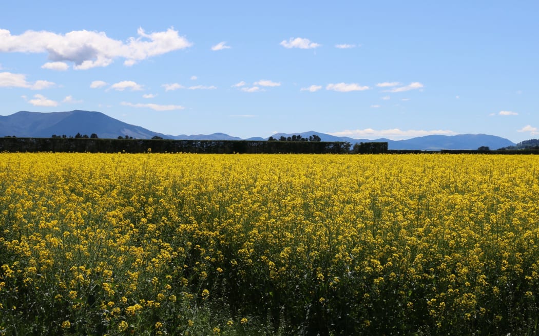 Regional Wrap crops Canterbury Early November