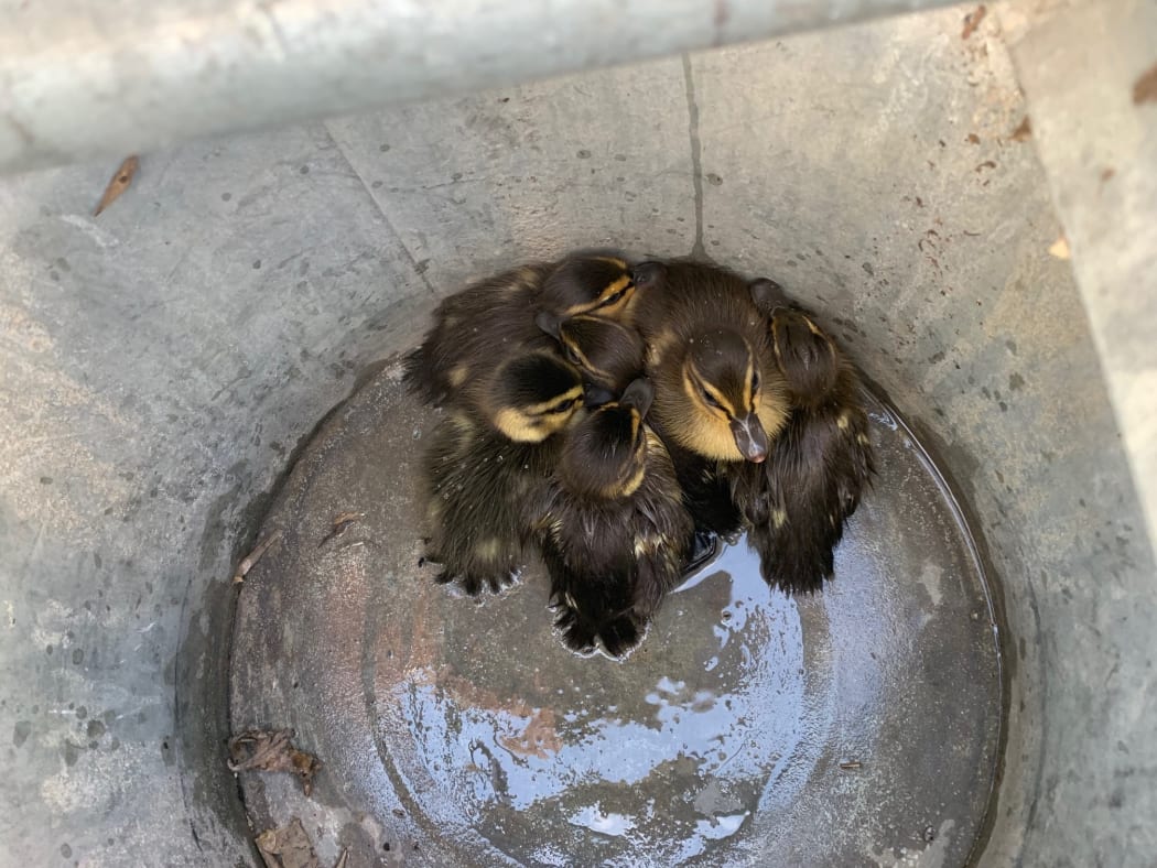 A group of ducklings were rescued from a deep drain on Auckland's southwestern motorway.