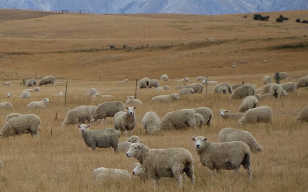 Dry paddocks near Ranfurly and Kyeburn in Maniototo.