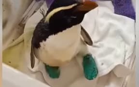 Gerry the penguin was rescued after a team of dedicated West Coasters all cooperated to transport it 500km in 20 hours from Lake Moeraki to the Christchurch Wildlife Hospital.