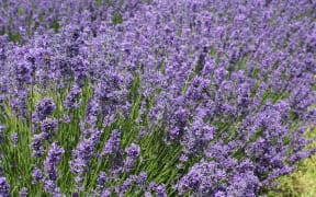 Lavender flowers
