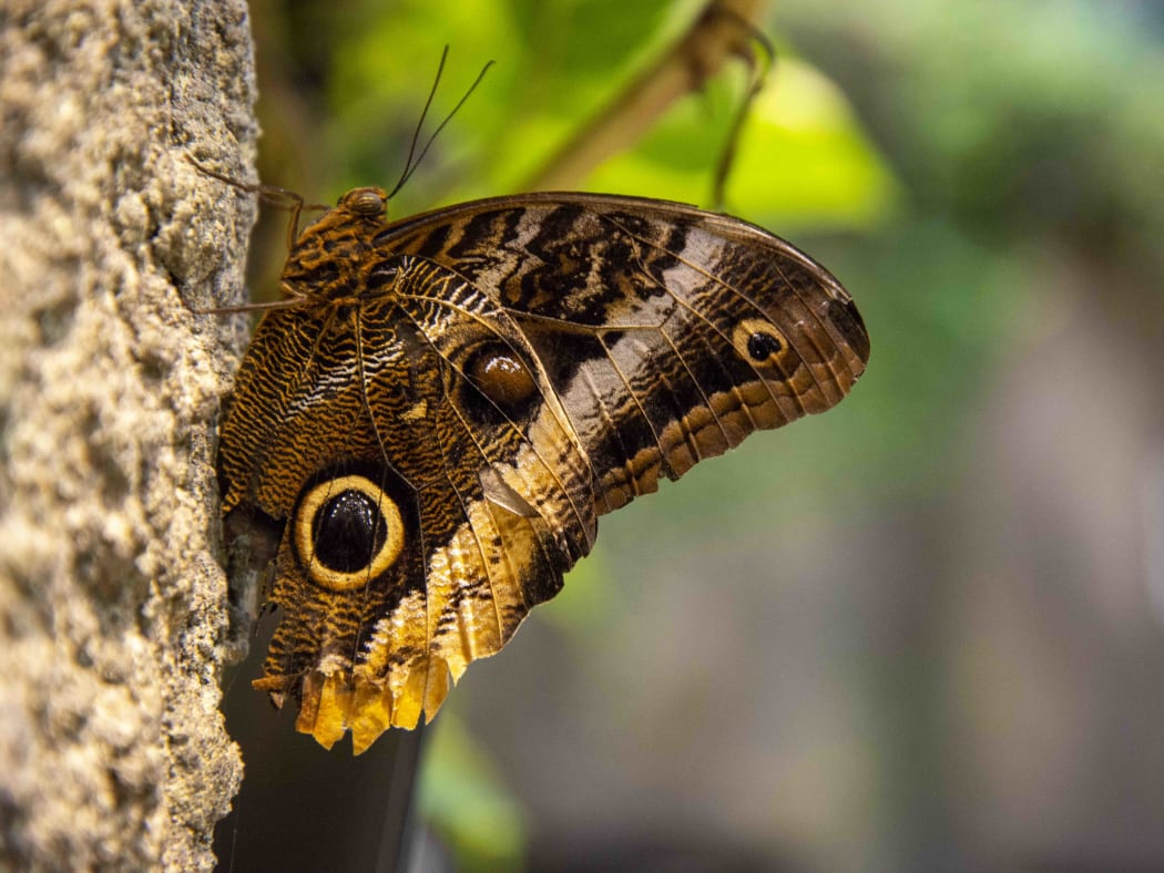 Magnificent Owl butterfly in the tropical forest. The butterfly has a shape on its wing that looks like an owl eye.