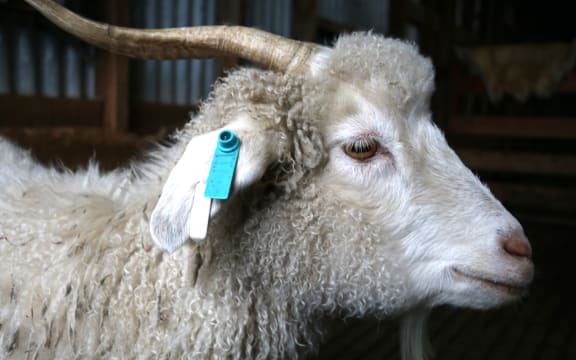 Cashmere goats on David Shaw's farm in South Otago