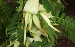 The ngutukākā (Clianthus puniceus) - a rare white-flowered plant - has been brought back from the brink of extinction.