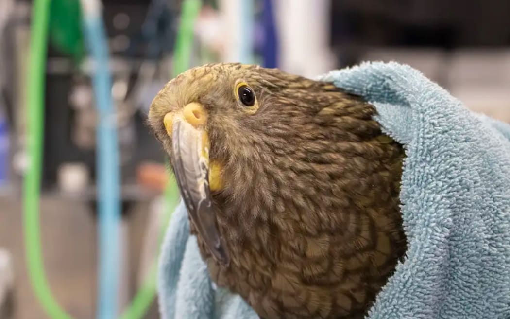 A kea shot in the leg with a lead-based bullet in February is making a speeding recovery after being admitted to the Massey University Wildbase Hospital in Palmerston North.